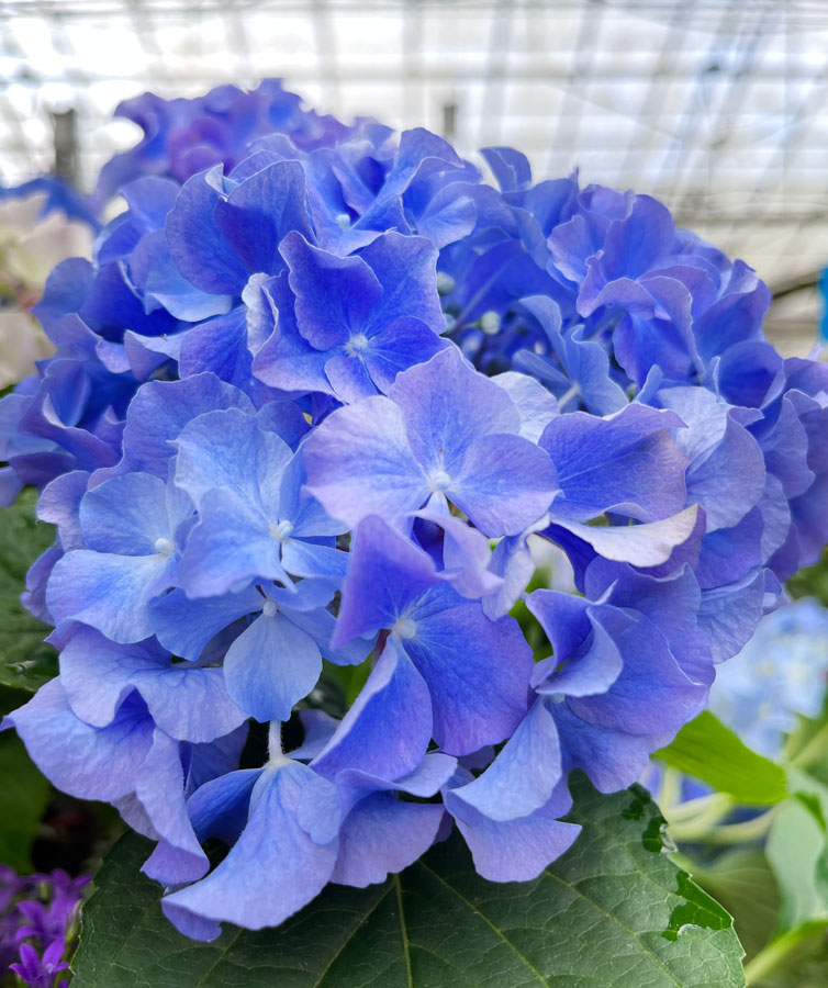 blue hydrangea flower