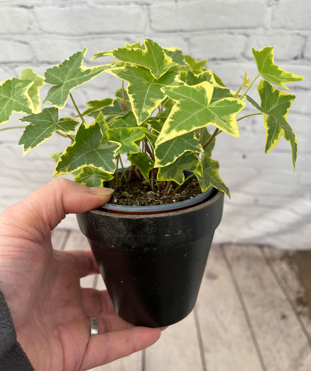 young green ivy
