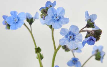 Japanese Forget me nots grown in sussex in biodegradable pots