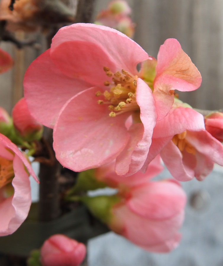 Pink Japanese quince flowers