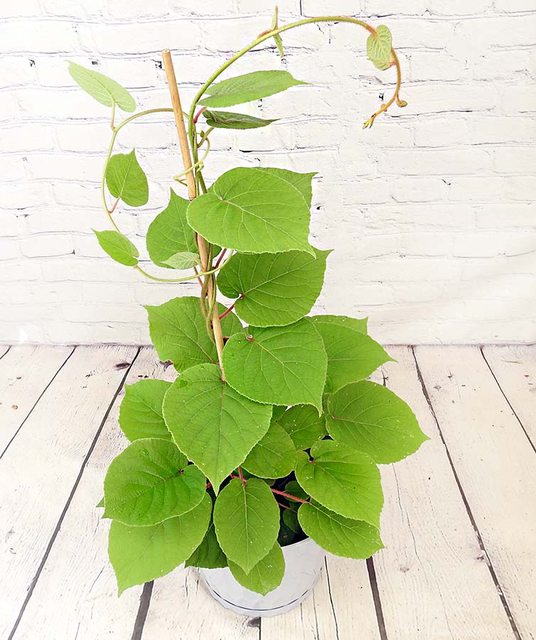 kiwi fruit plant in pot