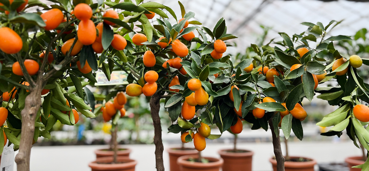 kumquats at the nursery