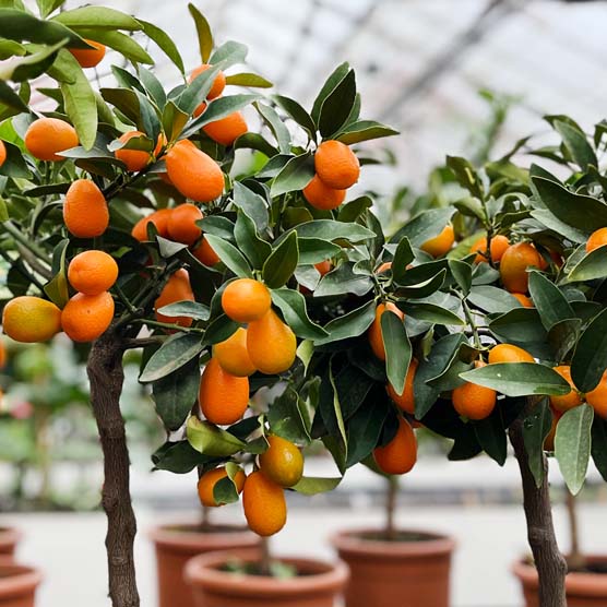 kumquats at the nursery