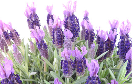 Butterfly Lavender