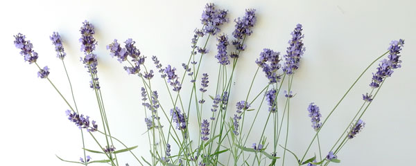 lavender for well being