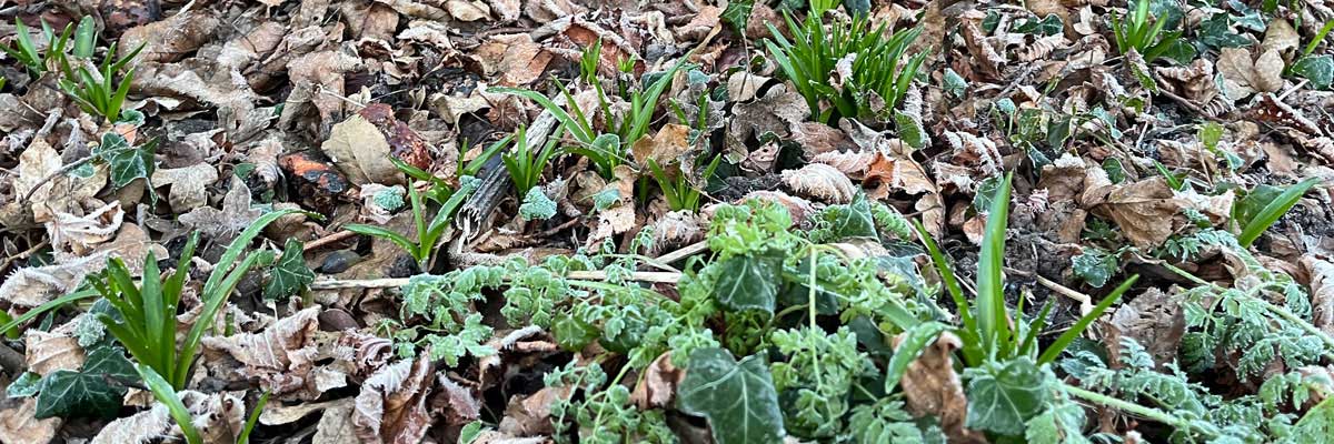 leaf litter