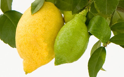 lemon4seasons fruits