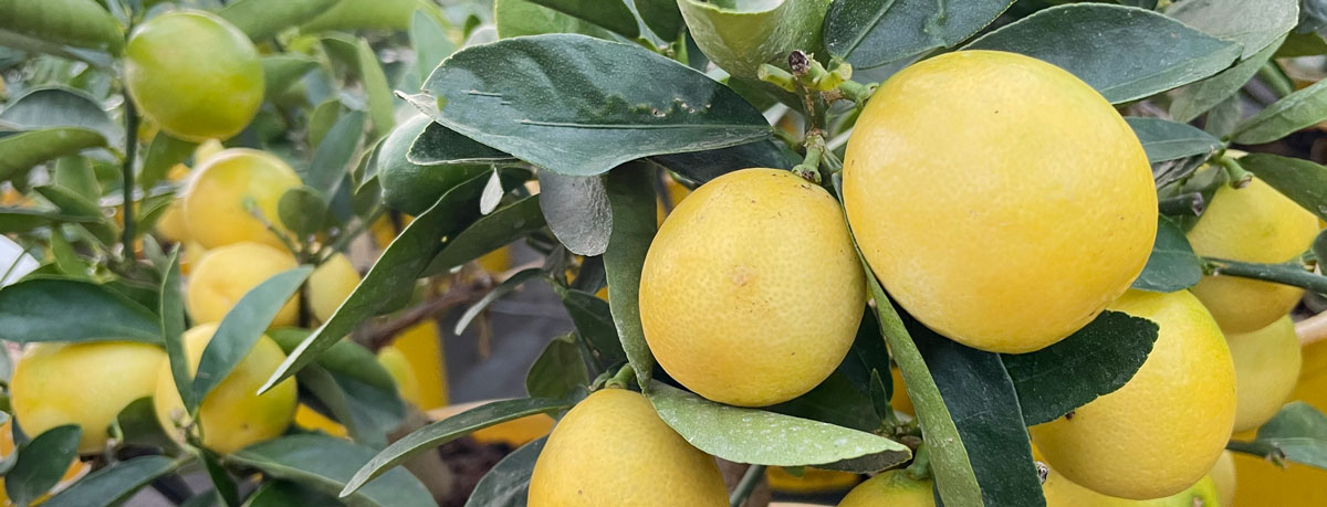 lara lemon fruits