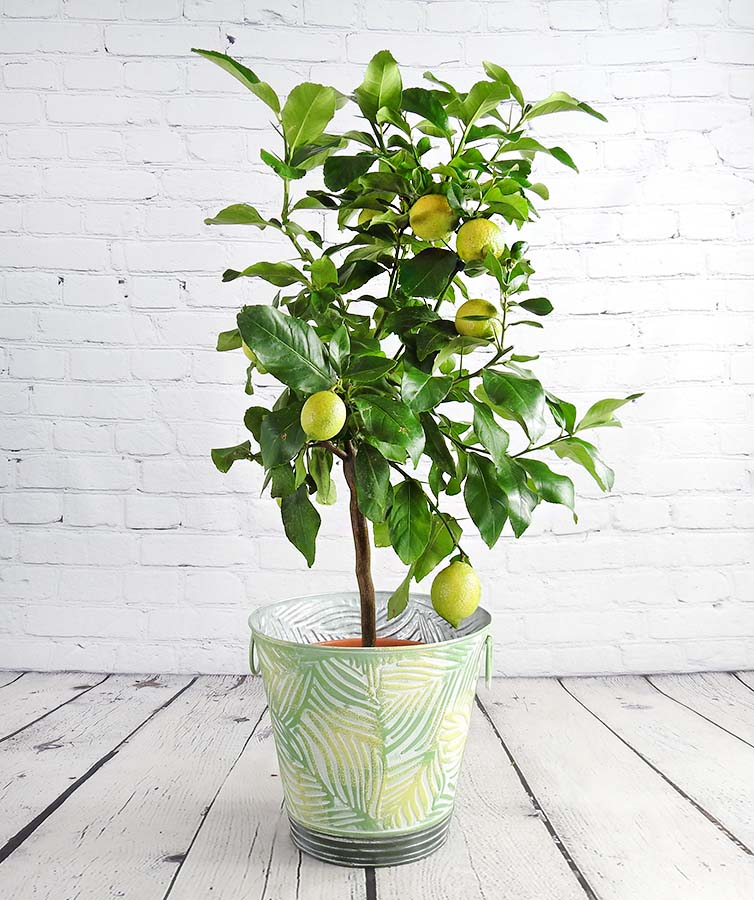 lemon tree with yellow fruit in a green and yellow pattern pot