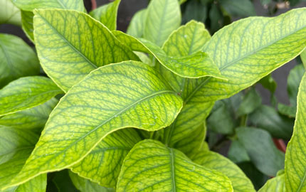 Lemon leaves showing signs of Iron deficiency