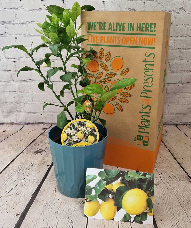 lemon plant with a box