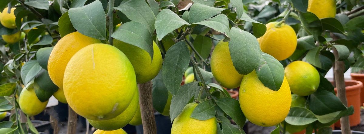 lemon meyer fruits