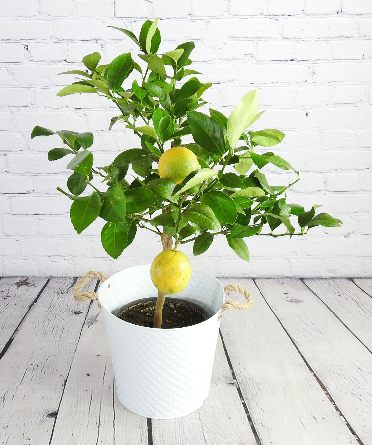 Large Lemon Meyer tree with yellow fruit in a white pot