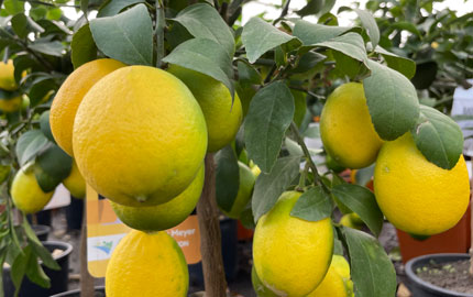 Lemon Meyer Fruits