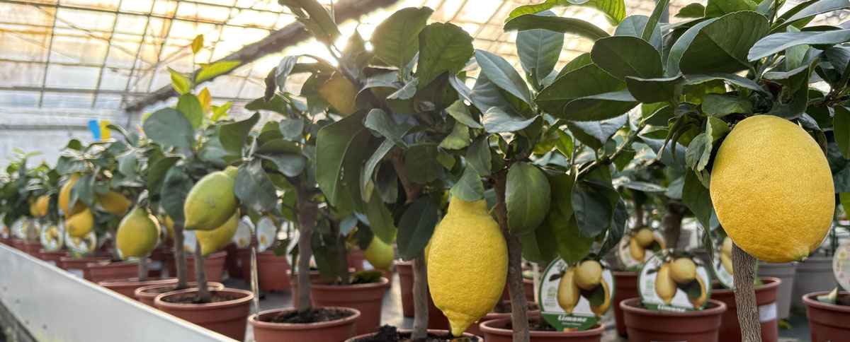 Lemons at the nursery