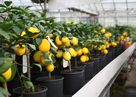 lemon trees at the nursery