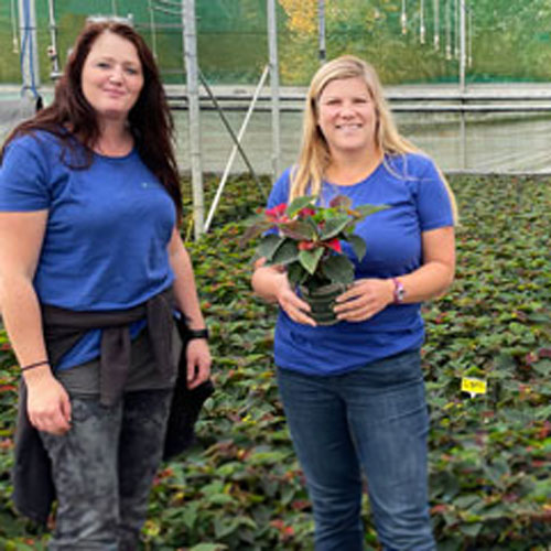 Visiting our Poinsettia supplier