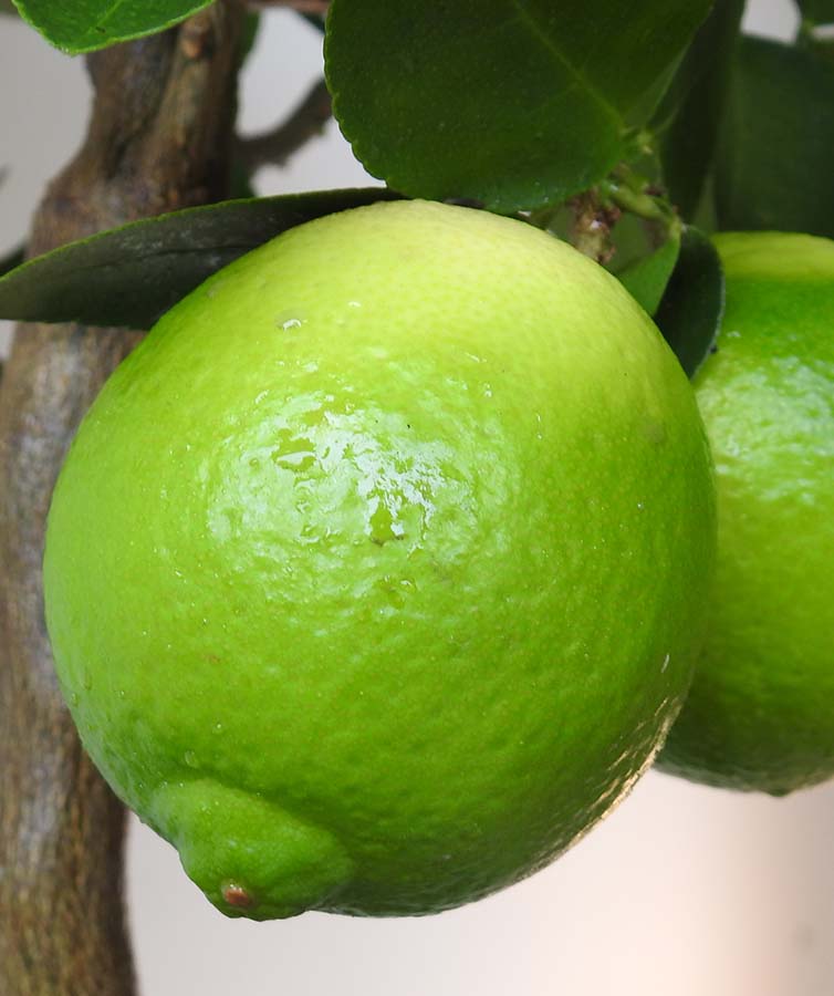 large lime green fruit