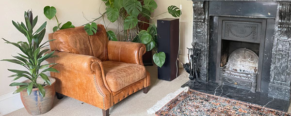 Cheese Plant in living room