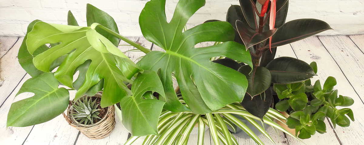 a picture of foliage houseplants