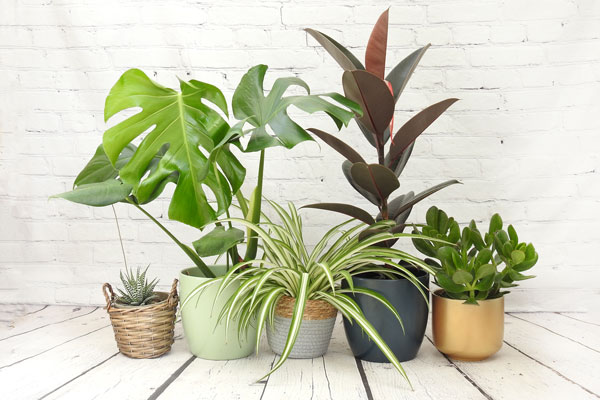 Low maintenance houseplants