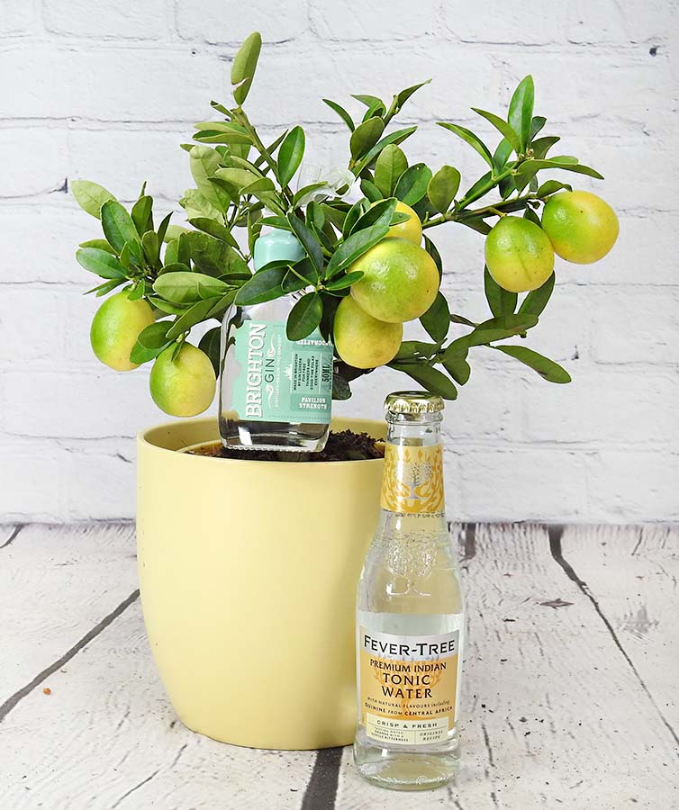 a lemon plant with yellow fruit and a gin and tonic miniature