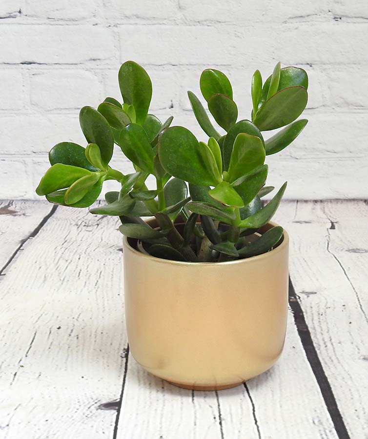 money tree plant in a gold pot