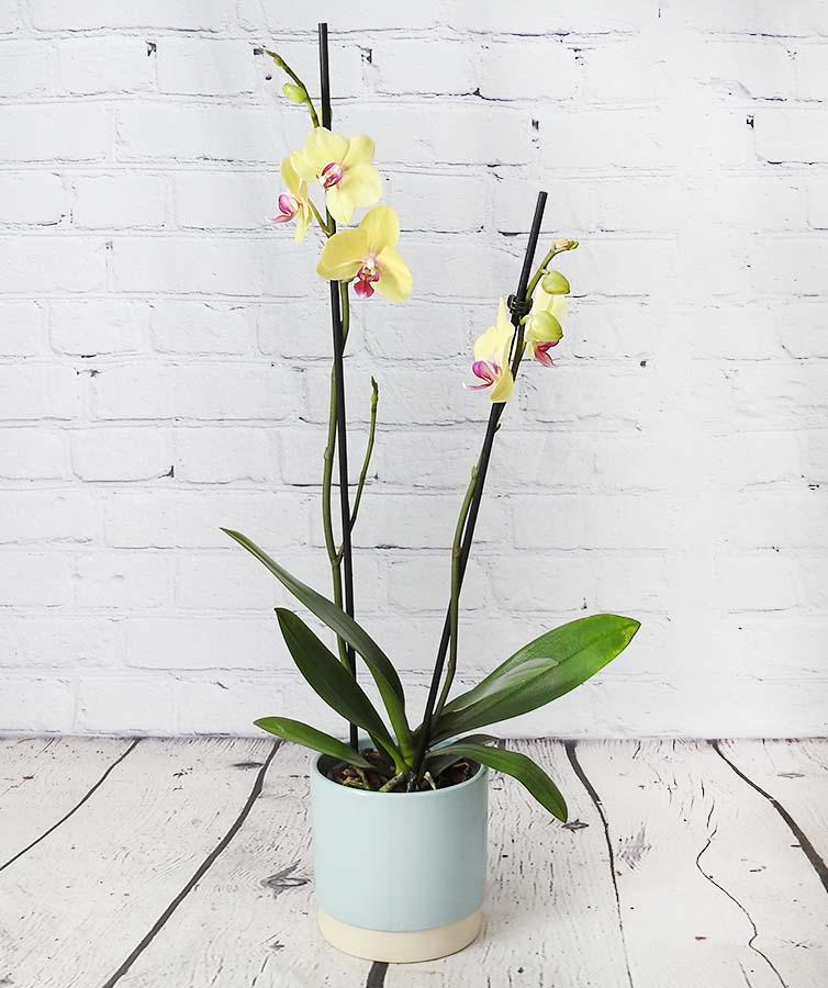 yellow moth orchid in blue pot