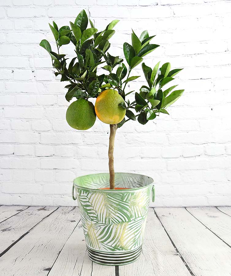 large orange tree with two ripening oranges