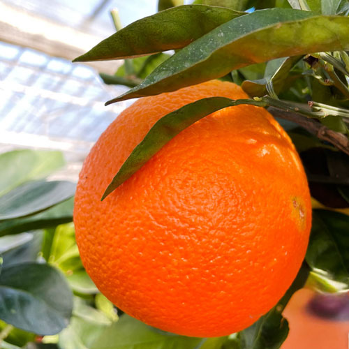 Large Orange Fruit