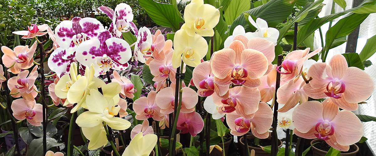 moth orchids at the nursery