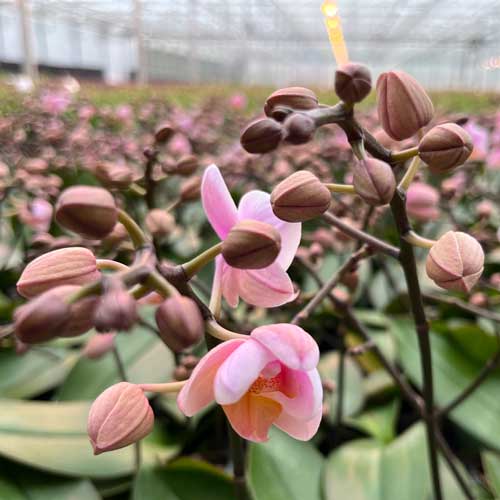 British Grown Orchids
