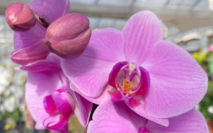 Orchid close up