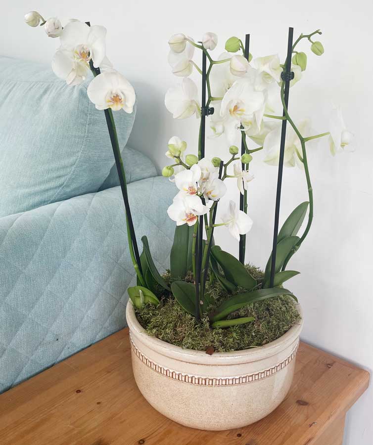 Moth Orchid trio