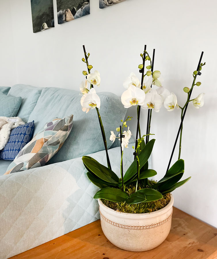 luxury moth orchid arrangement