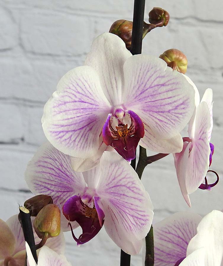 purple and white moth orchid flower