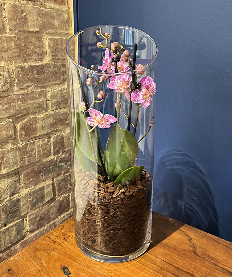 pink orchid in a glass terrarium