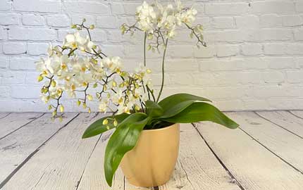 Luxury Wild Orchids