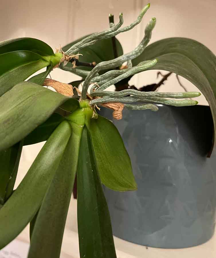 Orchid Aerial roots