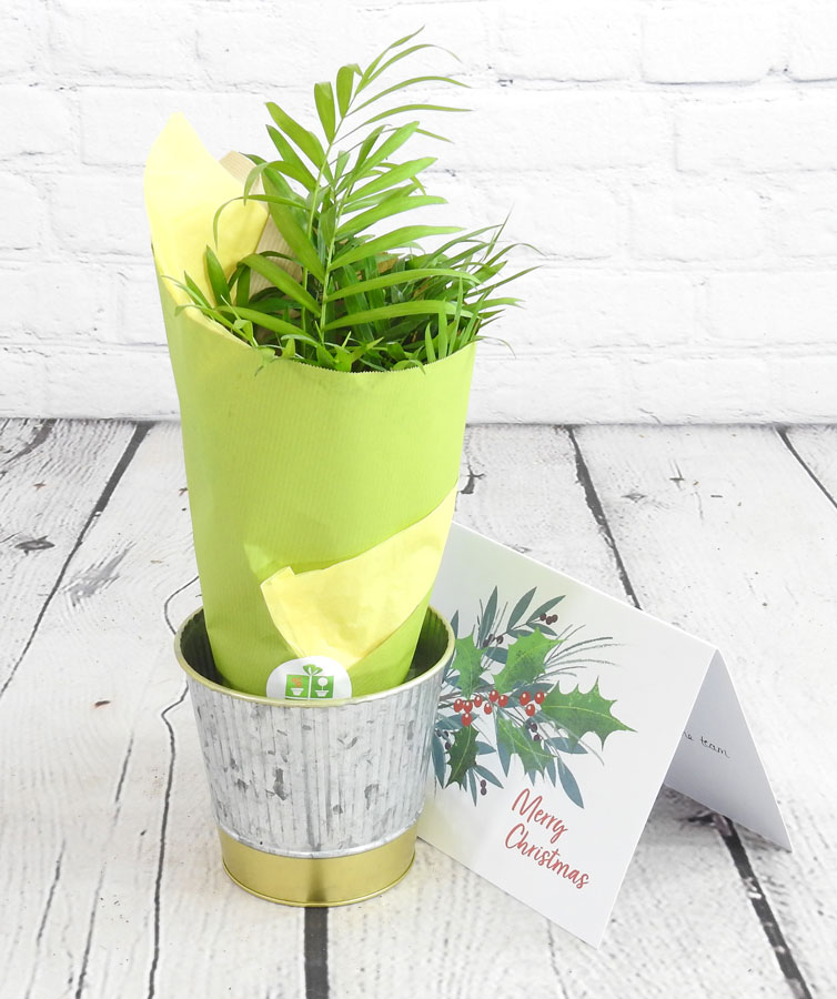 Parlour Palm Gift Wrapped