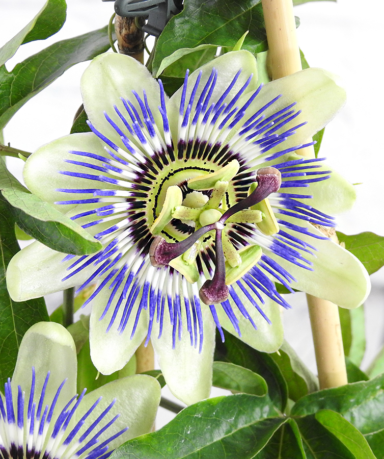 purple and white passionflower flower