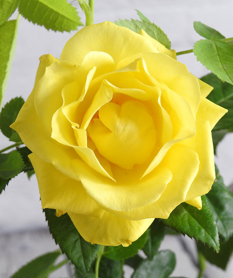 Yellow Patio Rose in flower