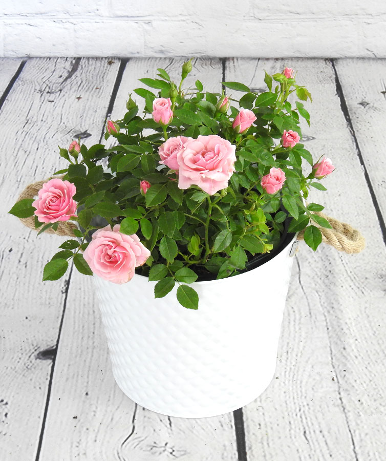 pink patio rose in a white pot