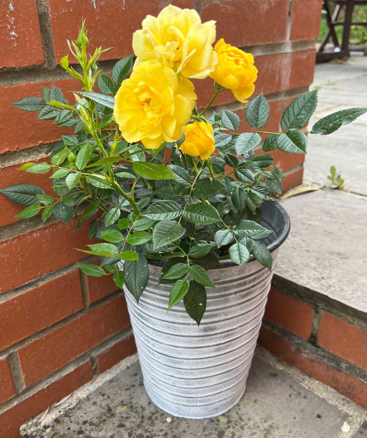 yellow patio rose in metal pot