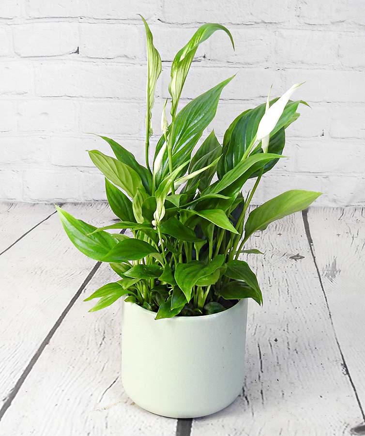 peace lily in green pot