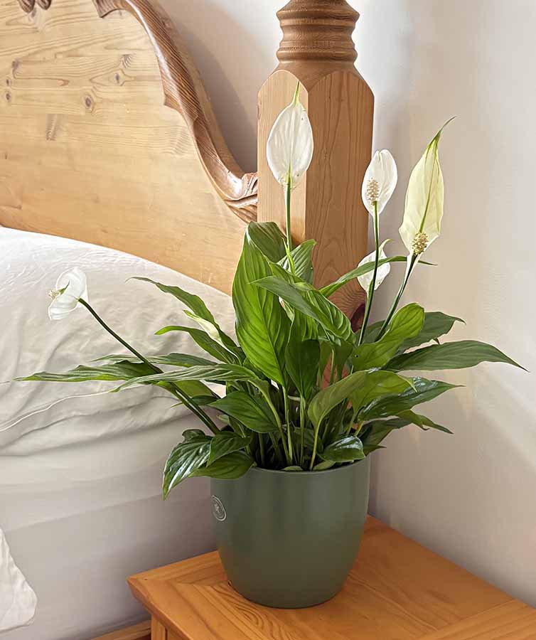 Peace Lily plant in bedroom