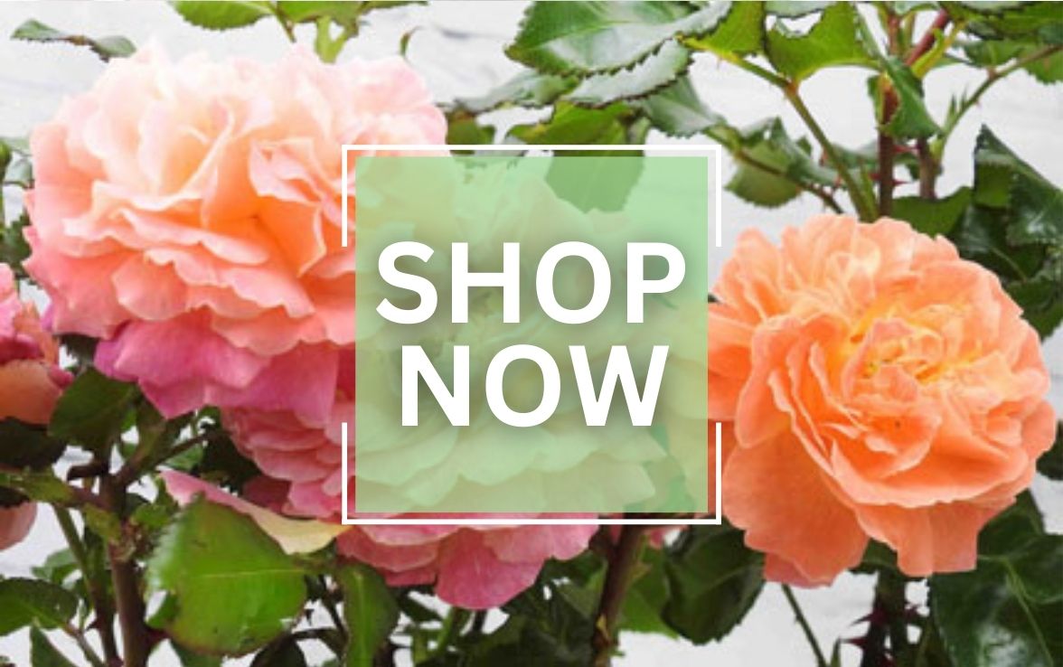 shop garden plants