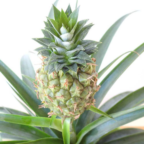pineapple plants for father's day