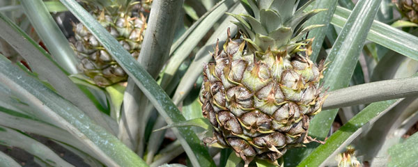 pineapple plants