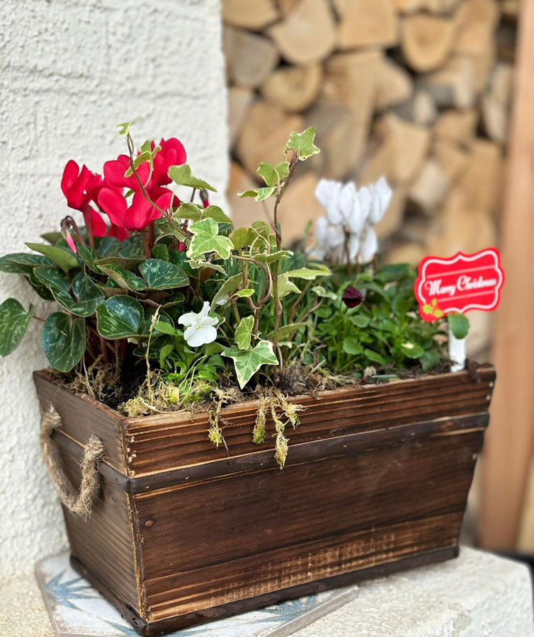 Festive Outdoor Planter in a brown wooden trough with Merry Christmas Stake